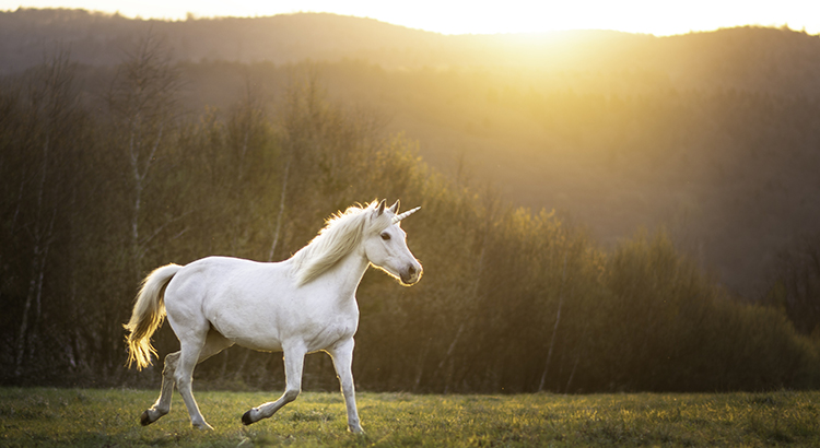 Beautiful arabian mare horse unicorn running free on meadow during sunset